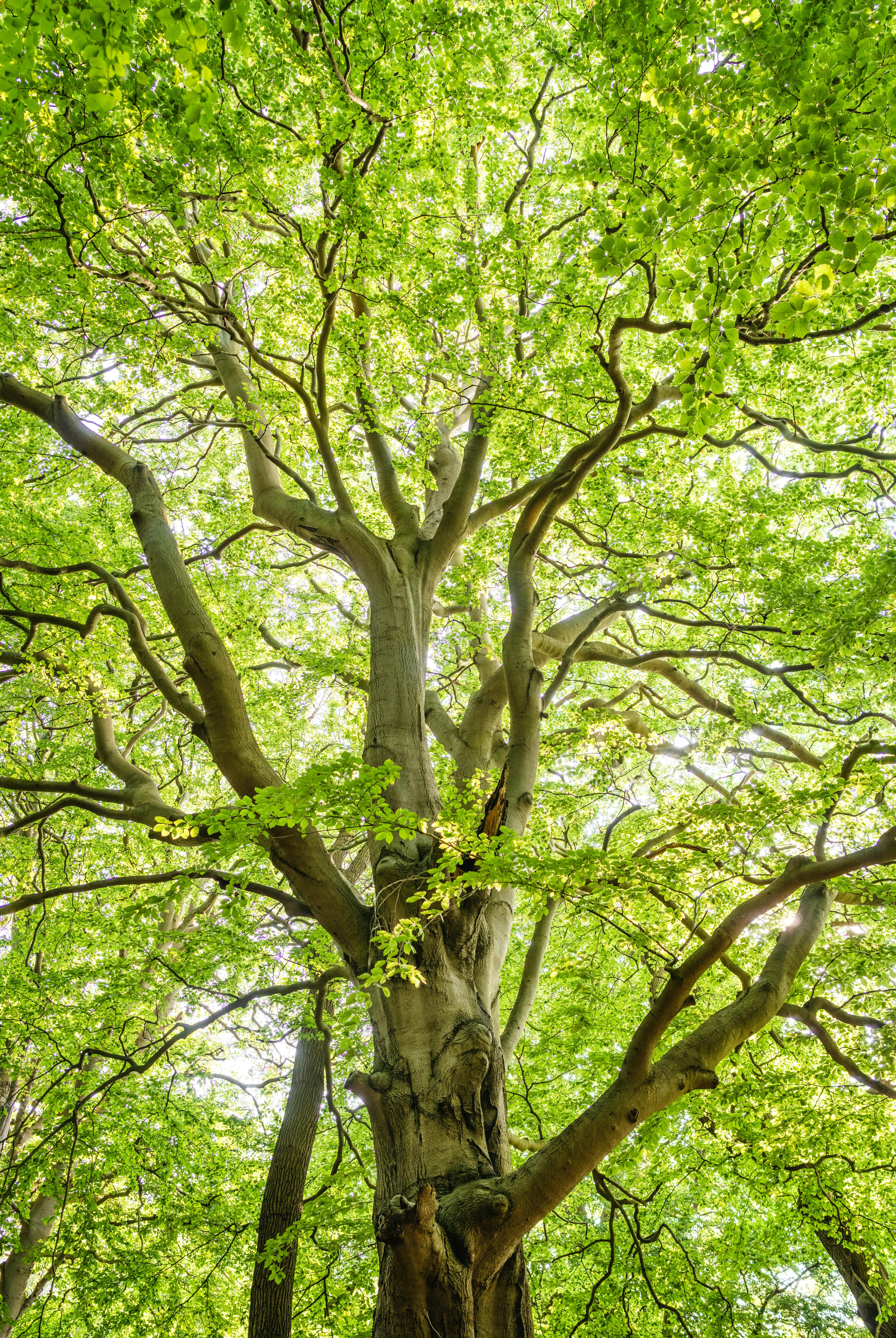 A well-managed, sustainable forest in the Philippines, showing healthy trees and green undergrowth.